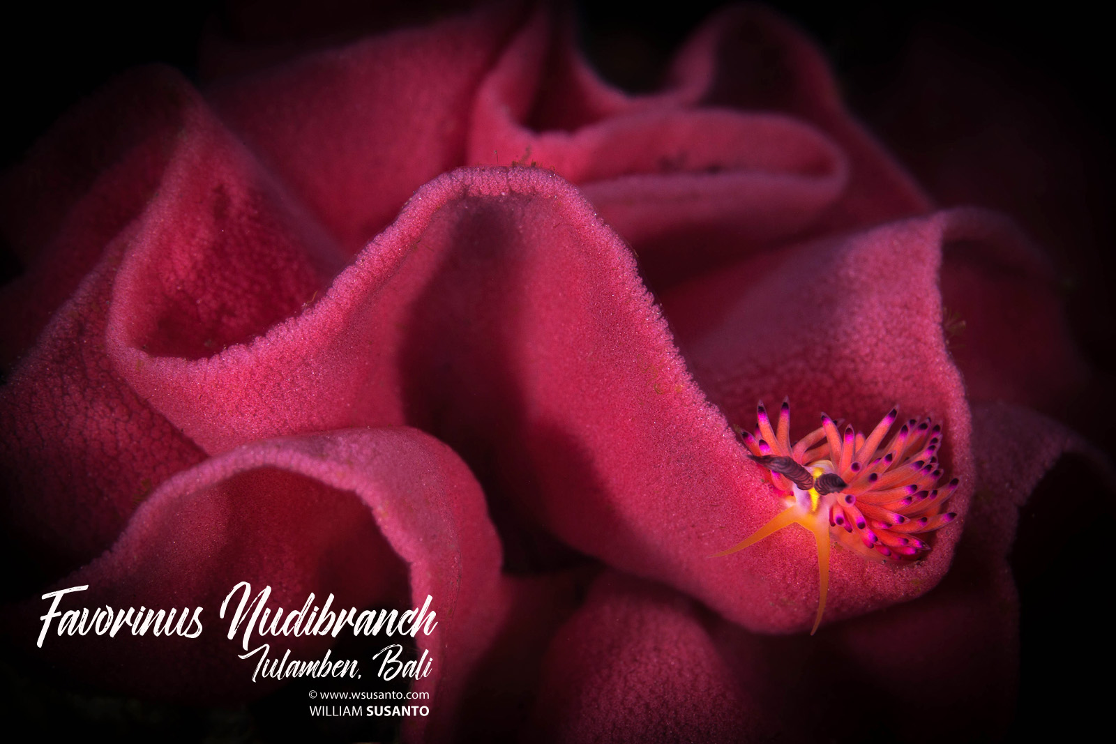 Favorinus Mirabilis Nudibranch